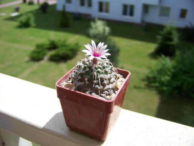 Turbinicarpus bonatzii