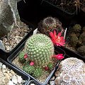 Rebutia minuscula