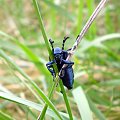 Oleica fioletowa - Meloe violaceus ; w wersji XXL . Data : 20.04.2008. Miejscowość : Piaski Wielkopolskie .