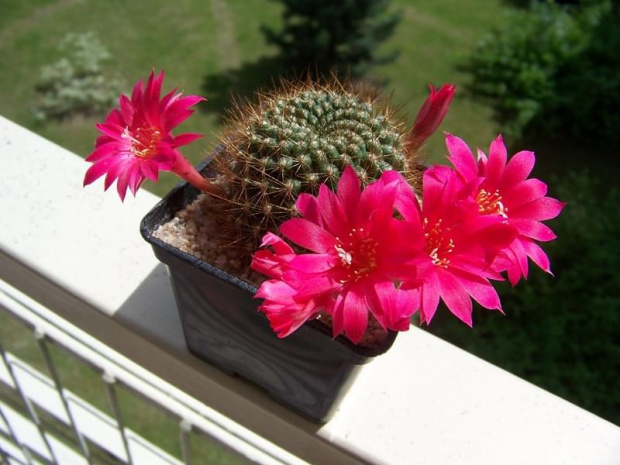 Rebutia violaciflora