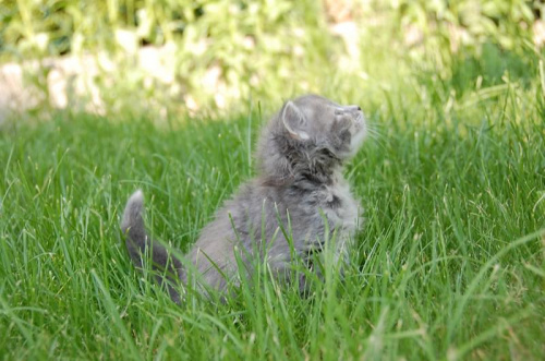 koteczka syberyjska niebieska szylkretka ur. 26.04.2008