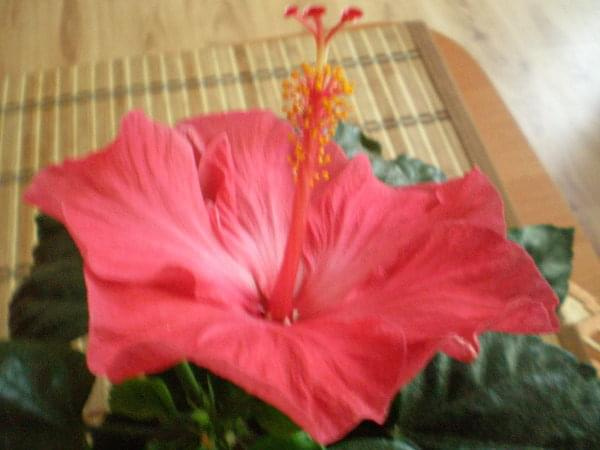 Hibiskus