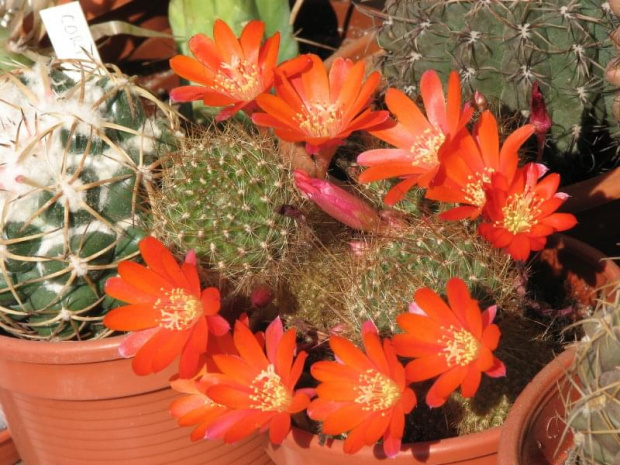 Rebutia cajasensis