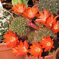 Rebutia cajasensis