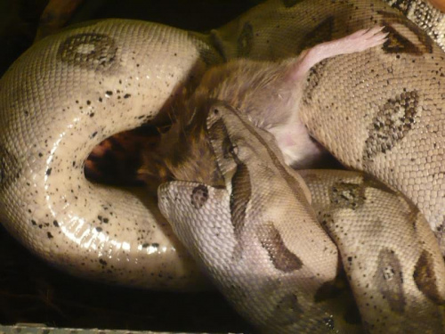 Neo - Boa constrictor