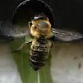 Tajemnicza pszczola