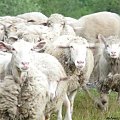 Spływ kajakowy
Warta 9.06.08 #owce