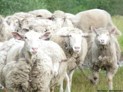 Spływ kajakowy
Warta 9.06.08 #owce