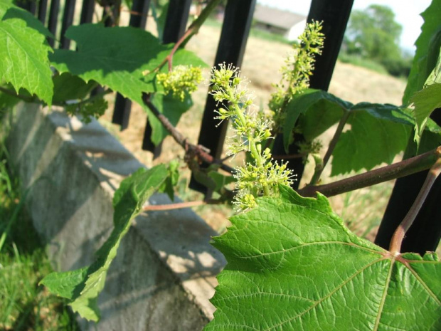 Winorośl - kwitnienie - 2008.06.10
