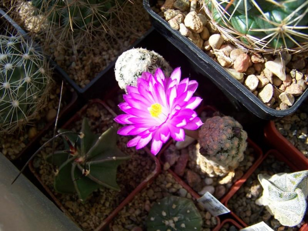 Mammillaria theresae