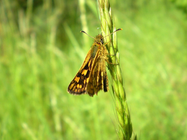 Kosternik palemon - Carterocephalus palaemon . Data : 30.05.2008. Miejscowość : Piaski Wielkopolskie .