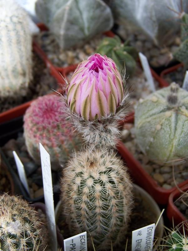 Echinocereus reichenbachii