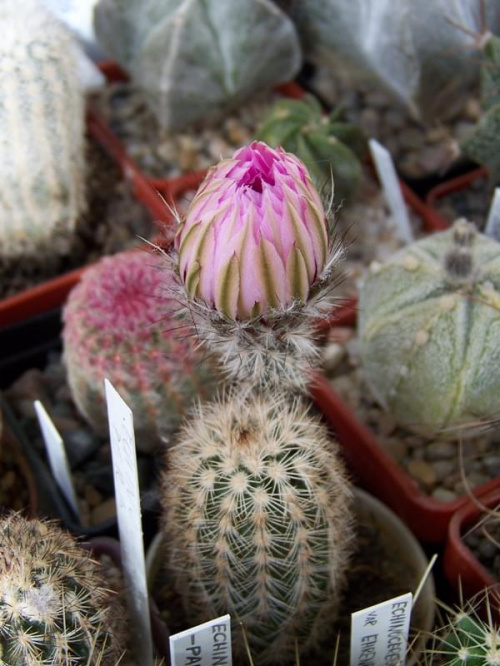 Echinocereus reichenbachii