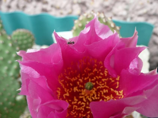 Opuntia phaeacantha v. rubra