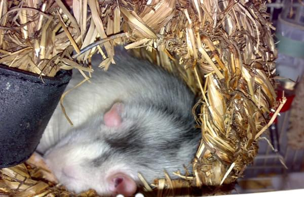 Adrian śpi. Kuodzio śpi. Lijam śpi. #szczur #szczurek #adrian #liam #chyna