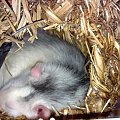 Adrian śpi. Kuodzio śpi. Lijam śpi. #szczur #szczurek #adrian #liam #chyna
