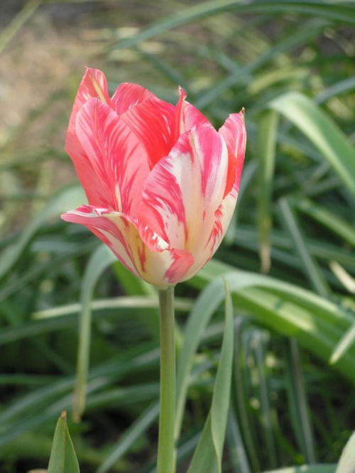 tulipan #kwiaty #ogród