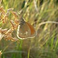 Strzępotek glicerion - Coenonympha glycerion . Data : 10.06.2008. Miejscowość : Piaski Wielkopolskie .