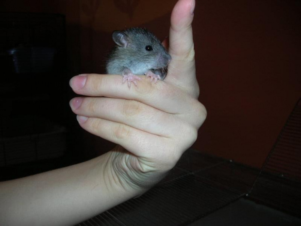 Dwudziesty-drugi dzień