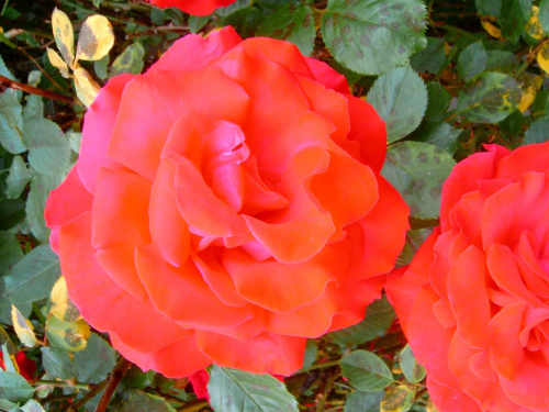 prawdziwy kwiat rózy i jej piękno ogrodowe.(2) #róza #roza #róża #rorza #rórza #kwiat #ogród #działka #ogrod #dzialka #piękno #piekno