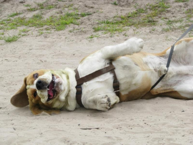 #posokowiec #beagle