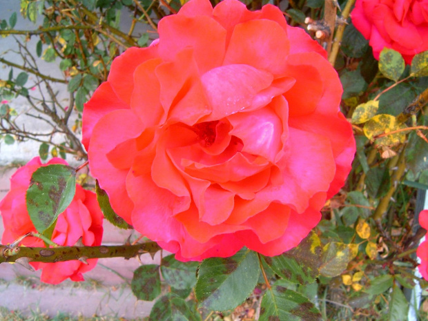 prawdziwy kwiat rózy i jej piękno ogrodowe.(1) #róza #roza #róża #rorza #rórza #kwiat #ogród #działka #ogrod #dzialka #piękno #piekno