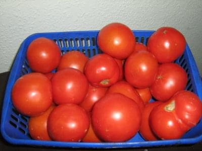 zapas pomidorów #pomidory #ZapasPomidorów #warzywa