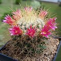 Mammillaria