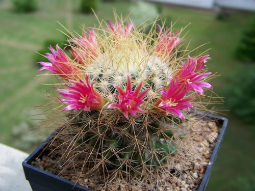 Mammillaria