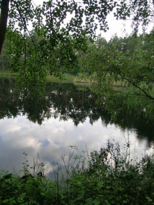 #LasyJanowskie #jezioro #woda