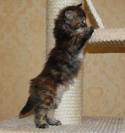 koteczka szylkretowa pręgowana - 15.06.2008 #Lukrecja #kociaki #kocięta #MarcoweMigdały