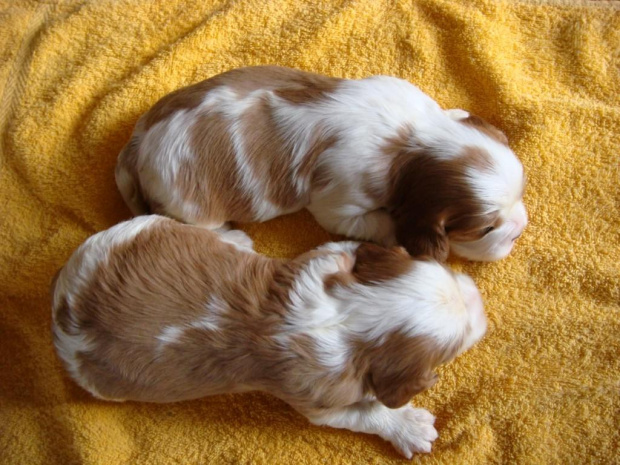 17 dni #CavalierKingCharlesSpaniel