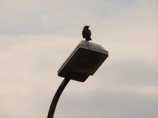 Wejherowo. Te ptaki zawsze mnie prześladują. Chciałbym napisać jakiś wiersz no ale niestety nic nie mogę wyskrobać:( #WejherowoKruki