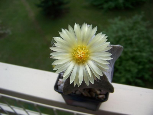 Astrophytum myriostigma