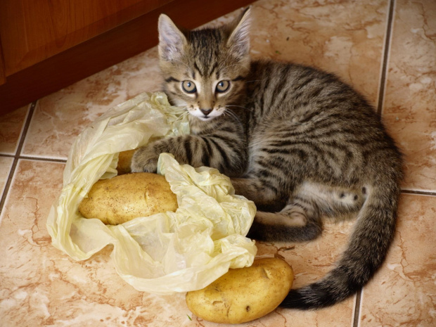 Maciek i ziemniaki... #koty #kocurek