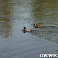 Dzikie kaczki na rzece Warta #KaczkiDzikie