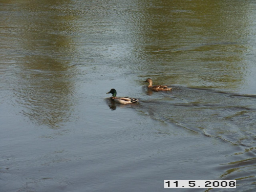 Dzikie kaczki na rzece Warta #KaczkiDzikie