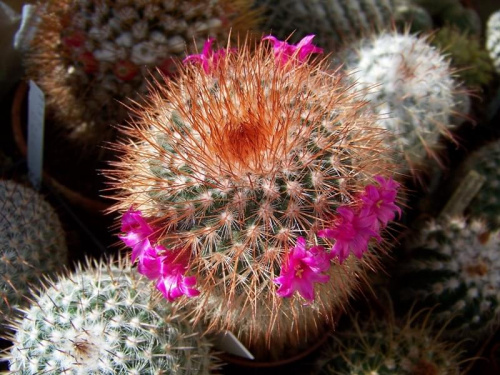 Mammillaria spinosissima