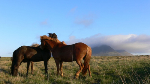 Konie dają niesamowity efekt w połączeniu z samotnie stojącymi górami. ISLANDIA PÓŁNOCNA.