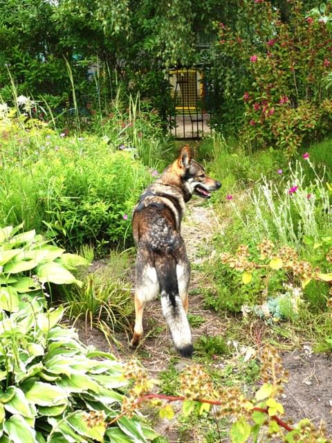 Tajemniczy ogród #pies