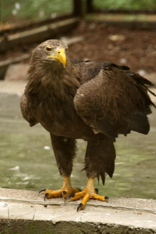 bydgoszcz zoo