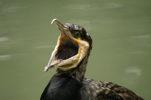 bydgoszcz zoo