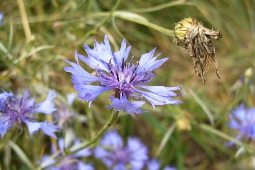 Chaber #las #rośliny #przyroda #drzewa #łąka #flora #fauna