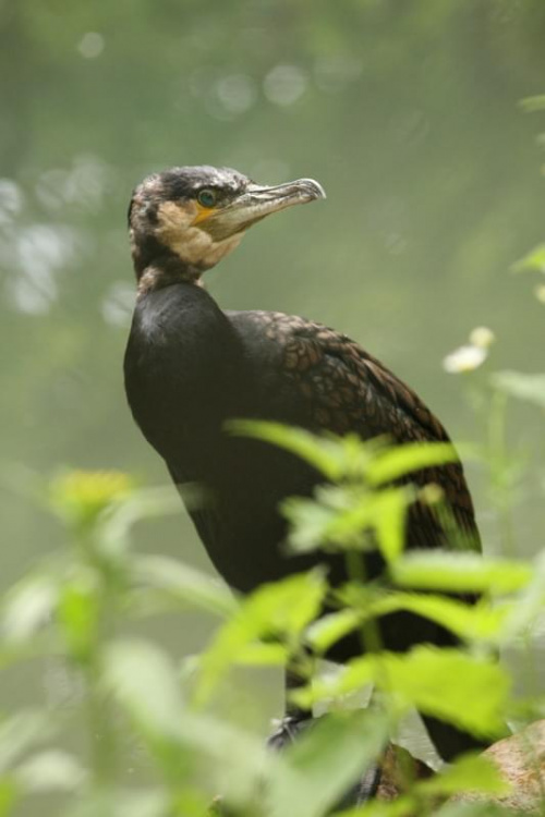 bydgoszcz zoo