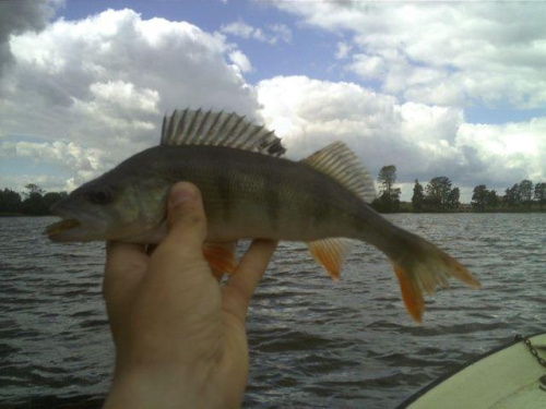 #ryby #wędkarstwo
