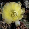 Acanthocalycium glaucum