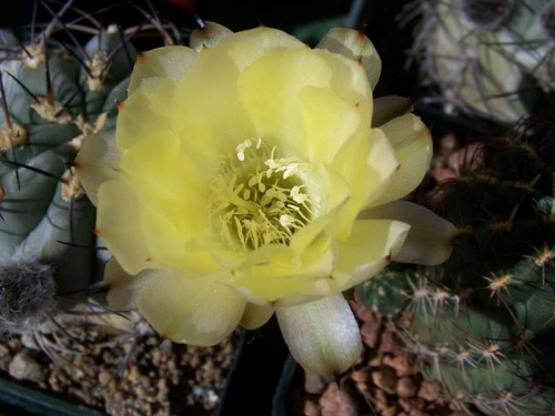 Acanthocalycium glaucum