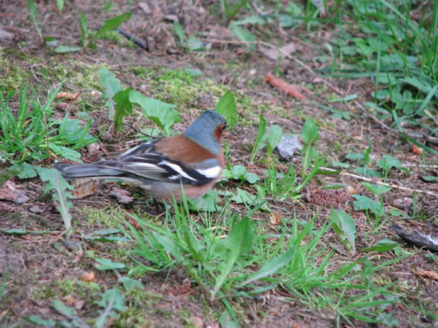 Zięba zwyczajna (Fringilla coelebs)