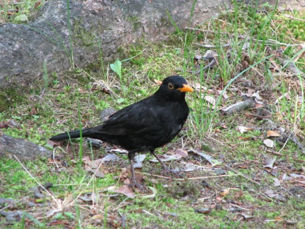 kos (turdus merula)