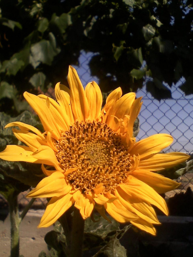 słoneczniczek :) #kwiaty